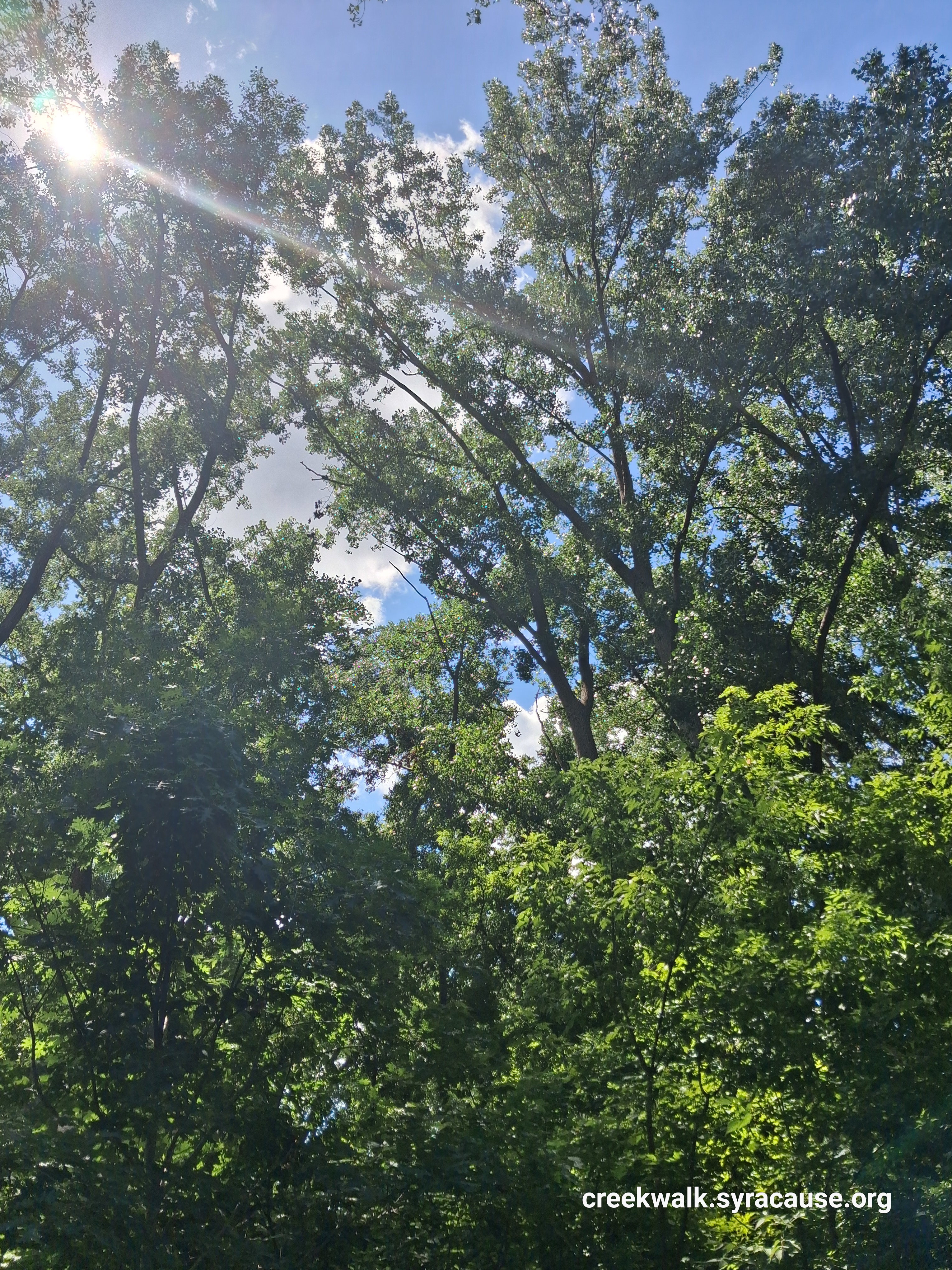 Eagle Nesting